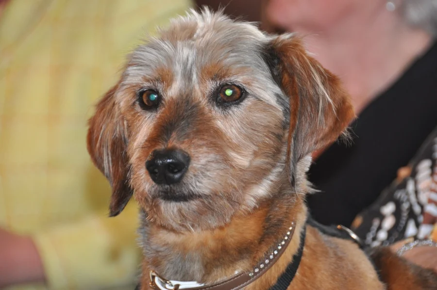 Er interessiert sich mehr für#Büsche und Bäume