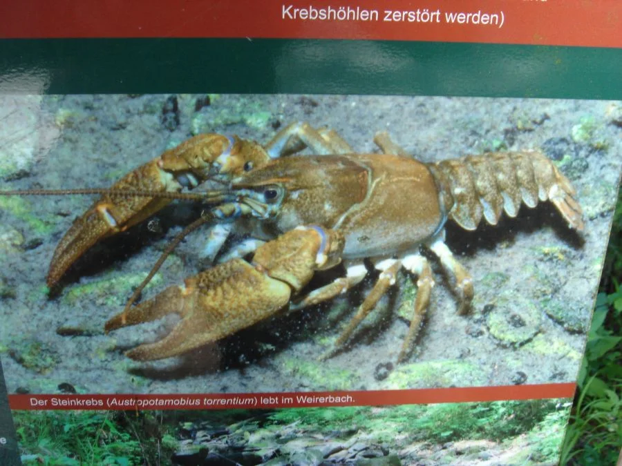 Die letzten heimischen Krebsarten#der Steinkrebs und der Flußkrebs
