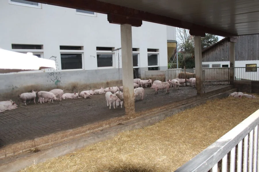 Glückliche Schweinen sind der Garant für beste Qualität.