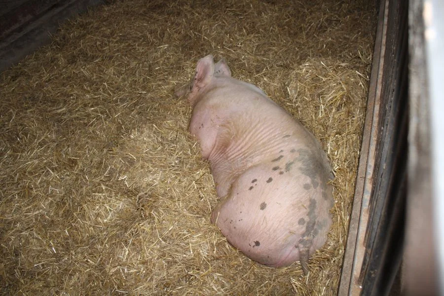 Eines der 3 Schweine, die das +Gnadenbrot+ erhalten. Jedes hat über 300 kg Gewicht.