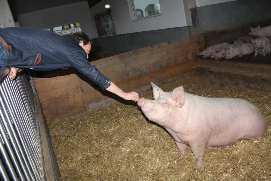 Schweine sind sehr gelehrig und gehören zu den intelligentesten Tieren.