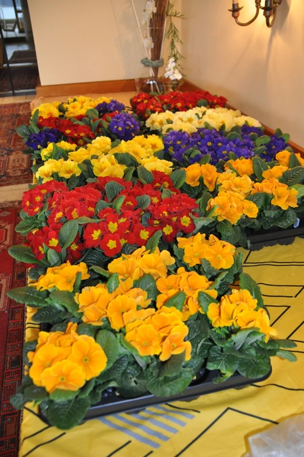 Eine schöne Geste von Vzbgm.#Alfred Walter#Jedes Mitglied bekam einen#Frühlingsgruß