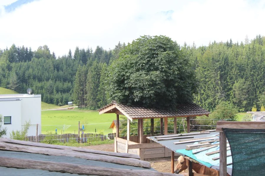 Der Baum wächst mitten durch das Holzhäuschen