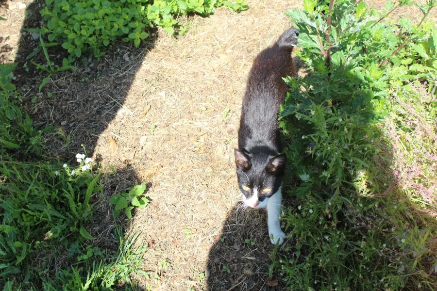 Diese Katze begleitete uns ständig
