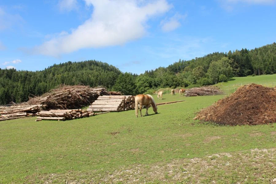 Das Endprodukt von diesen Pferden wird als Dünger verwendet