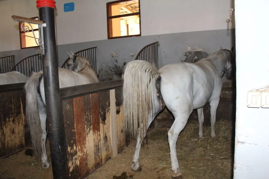 Eine Stute aus der Sicht eines Hengstes