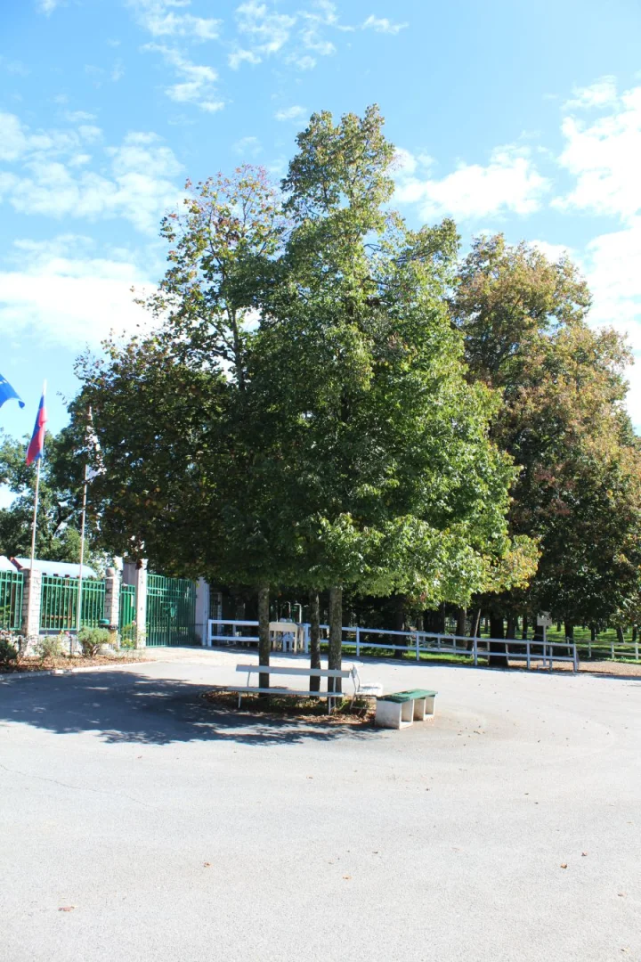 Lipica -bei den Linden#Lipa-Linde