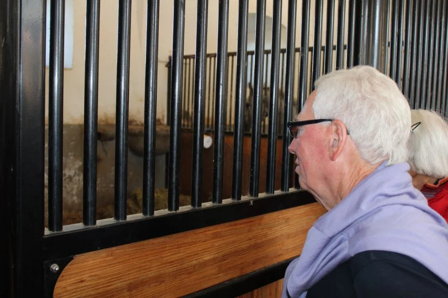 #Leo, mit Kennerblick bei den Hengsten