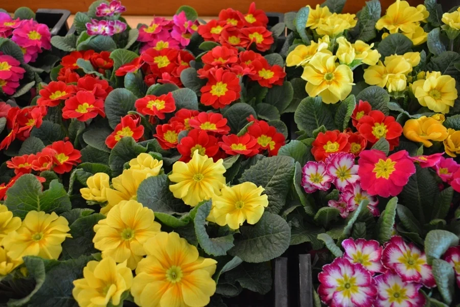 Alle Jahre  wieder ein Blumengruß an die Mitglieder von der ÖVP mit Vzbgm. Alfred Walter