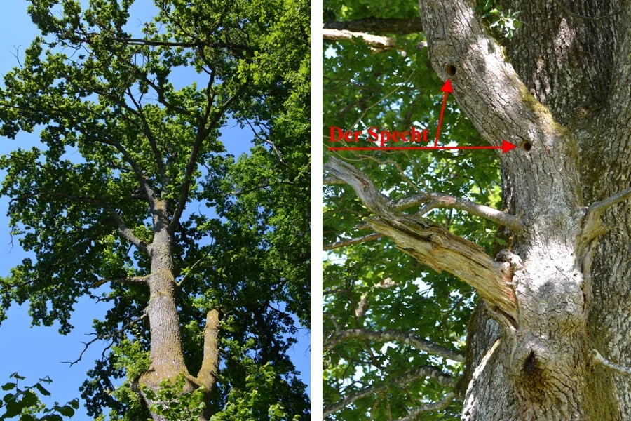 Spechtlöcher in altem Eichenbestand