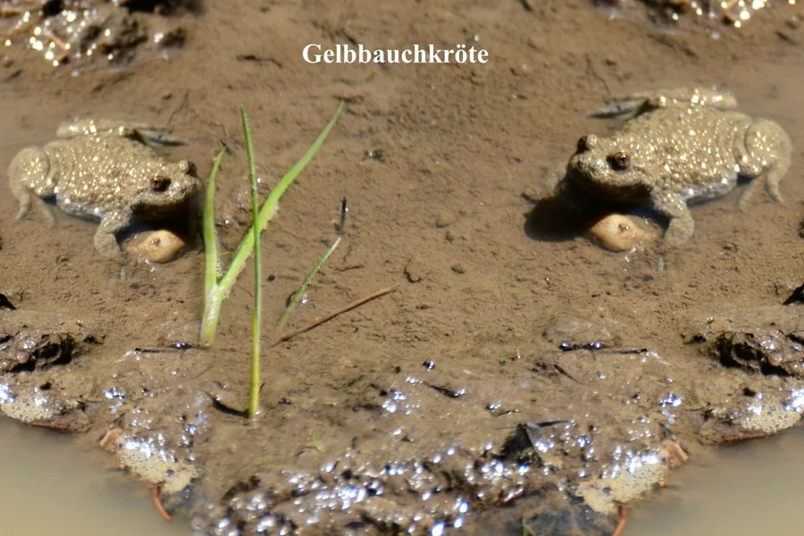 +Gelbbauchunken+#vom Aussterben bedrohte Amphibien