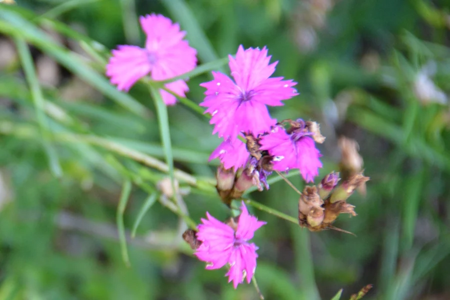 Auf der Magerwiese wurden Steinnelke, Wiesensalbei und das Echte Labkraut bewundert
