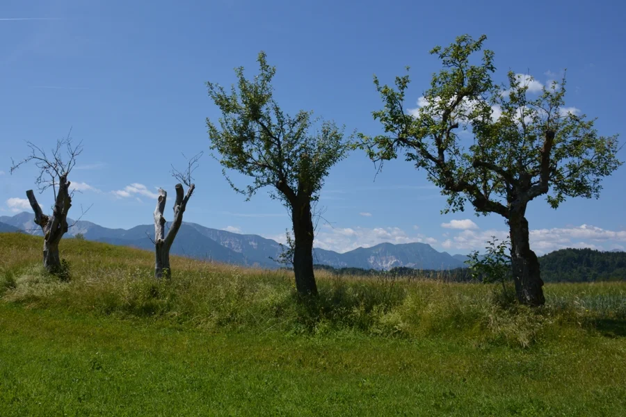 In abgestorbenen Streu-Obstbäumen#nisten auch +Zwergohreulen