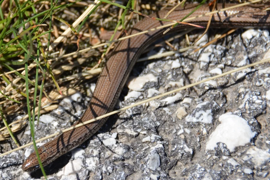 Die Blindschleiche ist eine Echse