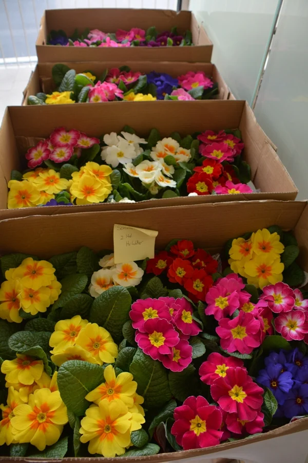 Ein bunter Frühlingsgruß unserer Gemeindevertretung