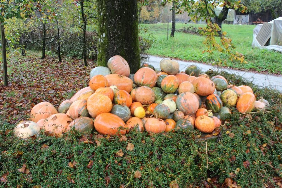 Besuch des Weingutes Pecaric