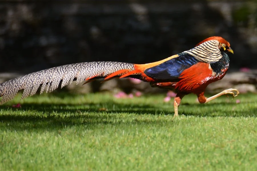Freilebende Tierarten
