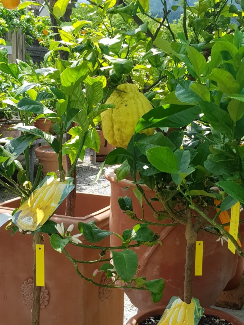 +Sauer macht lustig+