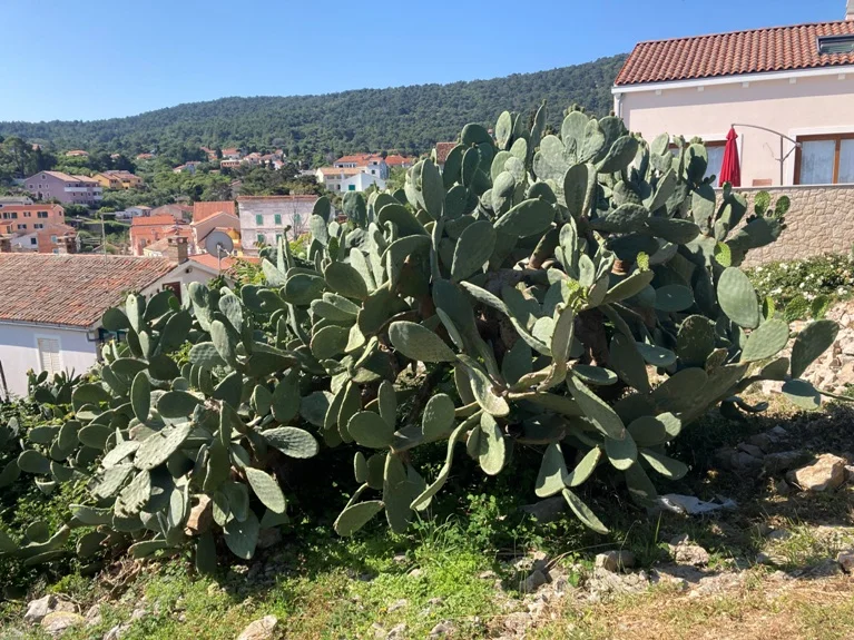 Kakteen auf Losinj ganz ohne Dünger
