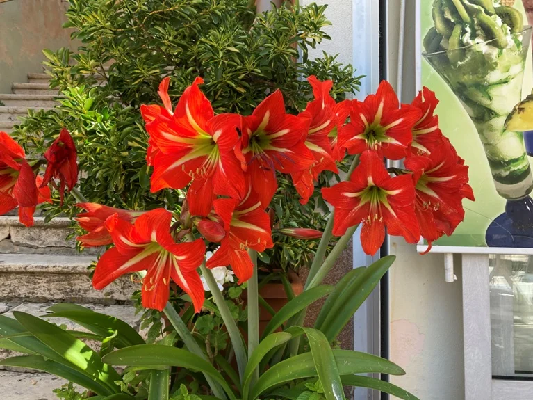 da frisst einem der Neid