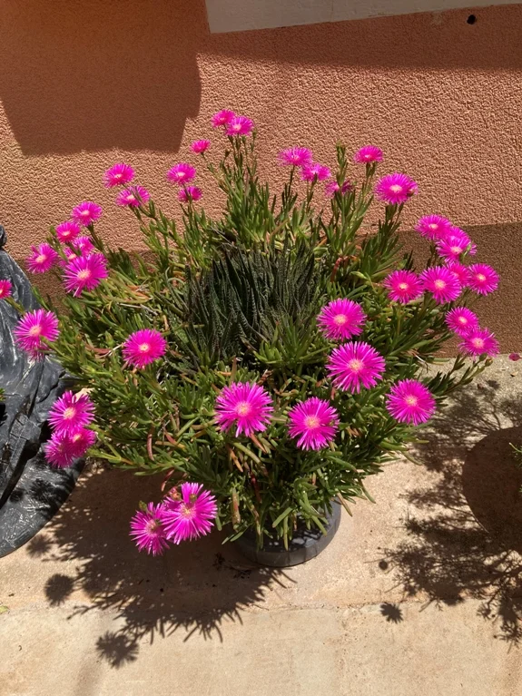 ob dieser Blütenpracht wird man neidisch